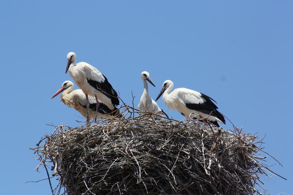 City Stork Hostel ปอร์ติเมา ภายนอก รูปภาพ